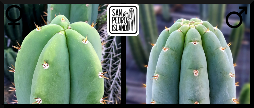 Tr. pachanoi Hybrid 3 x Tr. peruvianus "Shorty"