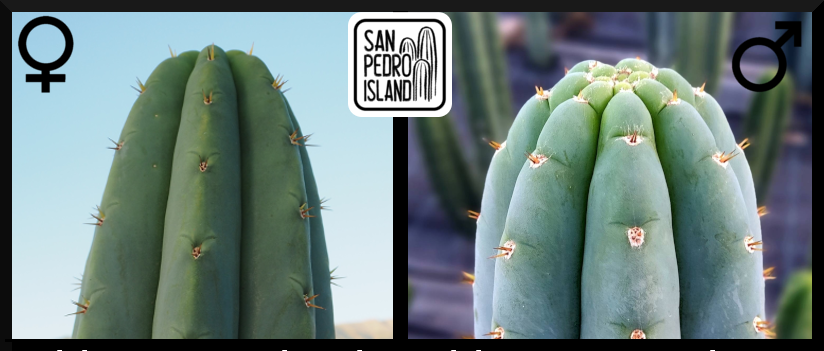 Tr. pachanoi "Giganteus" x Tr. peruvianus "Shorty"