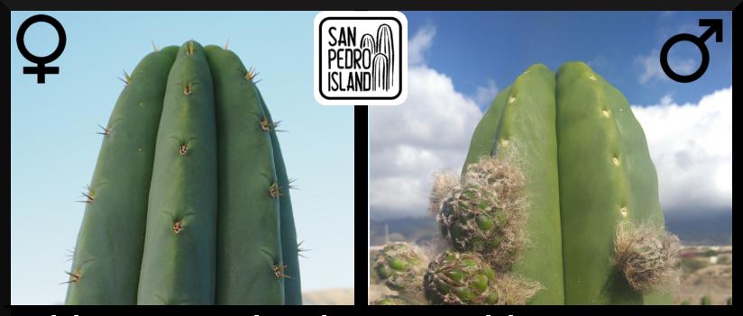 Tr. pachanoi "Giganteus" x Tr. scopulicola