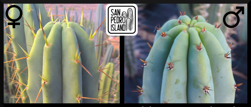 Tr. bridgesii x Tr. pachanoi "Griseus"