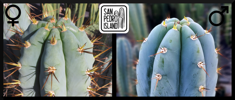 Tr. peruvianus "Matucana" x Tr. peruvianus "San Pedro Island"