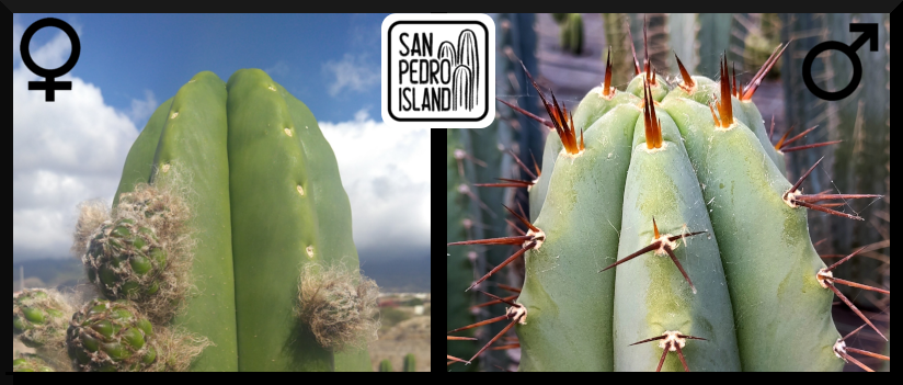 Tr. scopulicola x Tr. bridgesii "Vulcano 5"