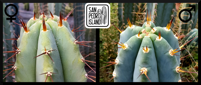 Tr. bridgesii "Vulcano 5" x Tr. peruvianus "Rio Lurin"