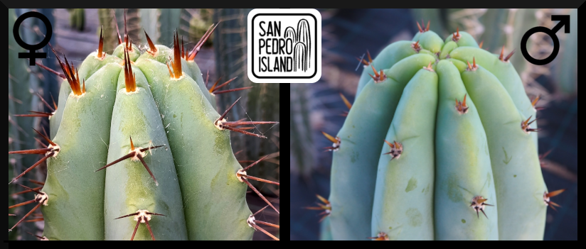 Tr. bridgesii "Vulcano 5" x Tr. pachanoi "Griseus"