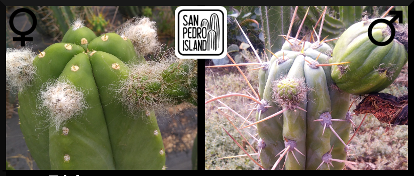 Tr. cordobensis x Tr. peruvianus "Crazy Spines"