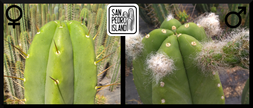 Tr. bridgesii x Tr. cordobensis