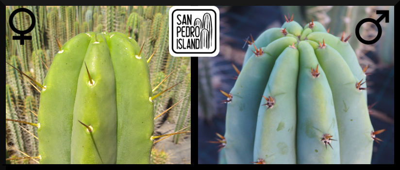 Tr. bridgesii  x Tr. pachanoi "Griseus" (Last Seeds)
