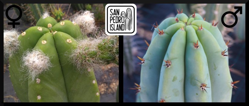 Tr. cordobensis x Tr. pachanoi "Griseus"