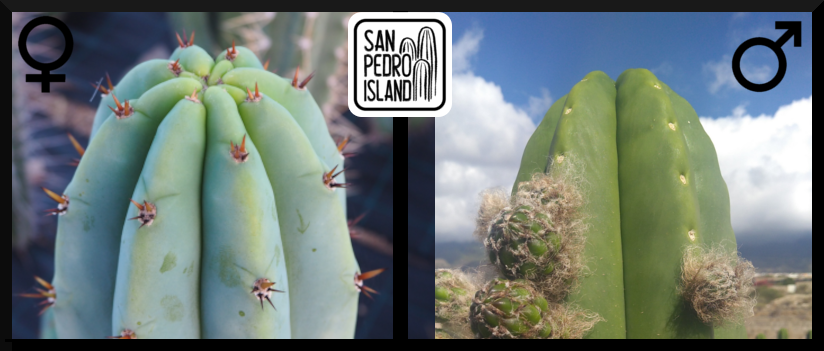 Tr. pachanoi "Griseus" x Tr. scopulicola