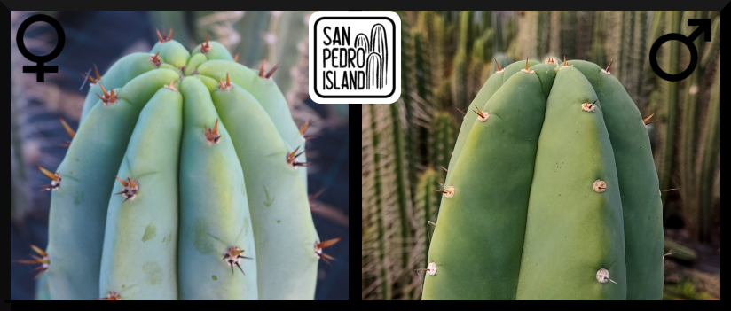 Tr. pachanoi "Griseus" x Tr. pachanoi Hybrid 4