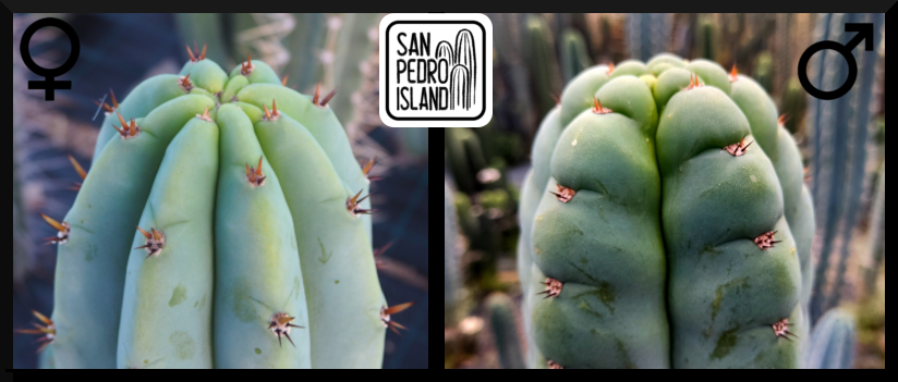 Tr. pachanoi "Griseus" x Tr. pachanoi var. santaensis