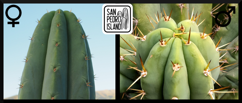 Tr. pachanoi "Giganteus" x Tr. pachanoi Hybrid 6