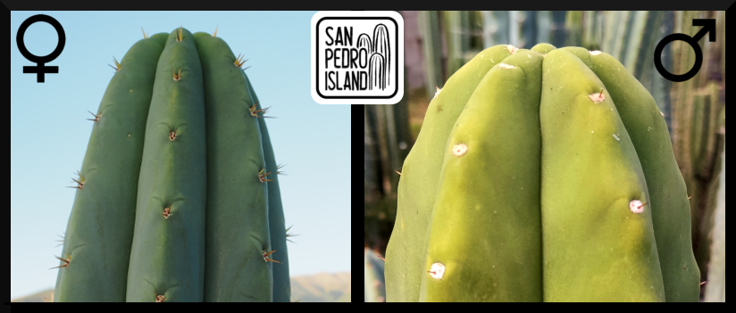 Tr. pachanoi "Giganteus" x Tr. pachanoi "Sol" (Last Seeds)