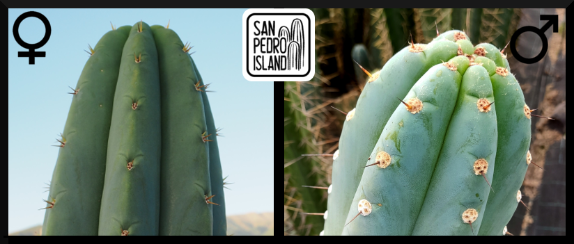 Tr. pachanoi "Giganteus" x Tr. peruvianus "Blue Dragon"