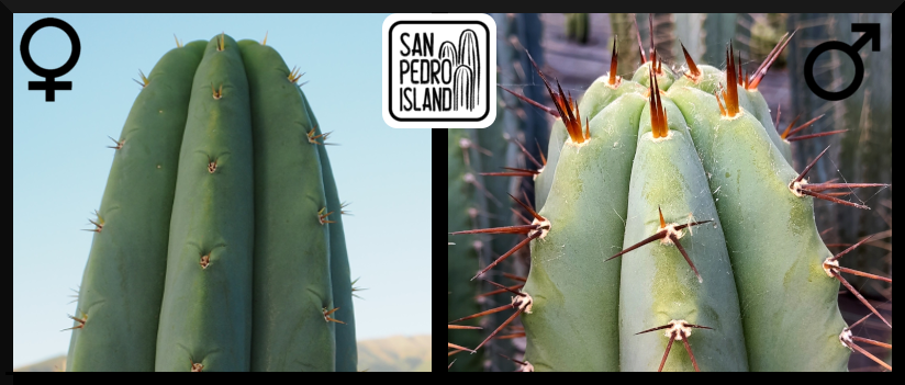 Tr. pachanoi "Giganteus" x Tr. bridgesii "Vulcano 5"