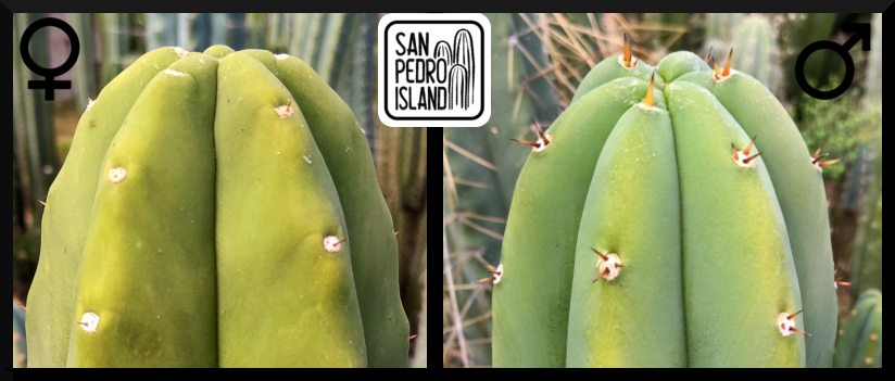 Tr. pachanoi "Sol" x Tr. pachanoi "Keith"