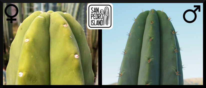 Tr. pachanoi "Sol" x Tr. pachanoi "Giganteus"