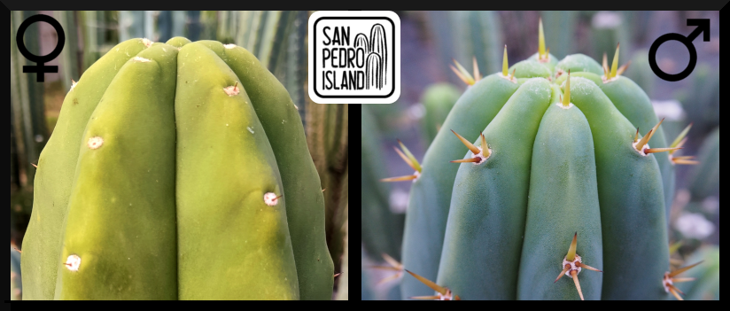 Tr. pachanoi "Sol" x Tr. pachanoi Hybrid 1