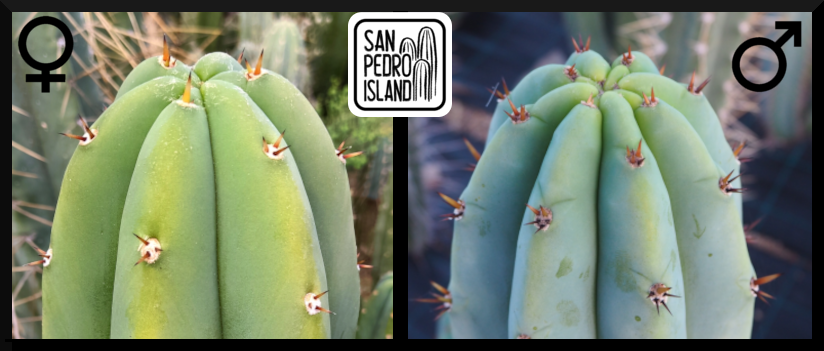 Tr. pachanoi "Keith" x Tr. pachanoi "Griseus"