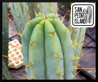 Tr. bridgesii "Las Cruces"