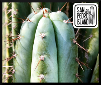 Tr. pachanoi "Succseed"