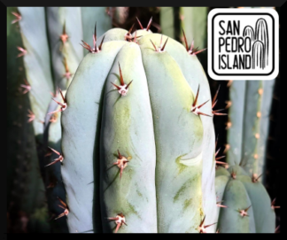 Tr. pachanoi "Spikey Griseus"