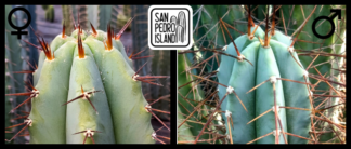 Tr. bridgesii "Vulcano 5" x Tr. bridgesii "Vulcano 7"