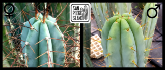 Tr. bridgesii "Vulcano 7" x Tr. bridgesii "Las Cruces"