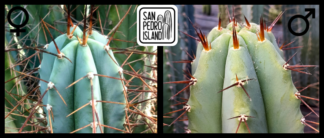 Tr. bridgesii "Vulcano 7" x Tr. bridgesii "Vulcano 5"