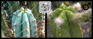 Tr. bridgesii "Vulcano 7" x Tr. cordobensis