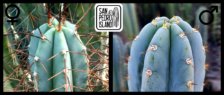 Tr. bridgesii "Vulcano 7" x Tr. peruvianus "San Pedro Island"