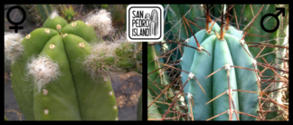 Tr. cordobensis x Tr. bridgesii "Vulcano 7"