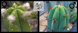 Tr. cordobensis x Tr. bridgesii "Vulcano III"