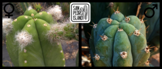 Tr. cordobensis x Tr. pachanoi var. santaensis