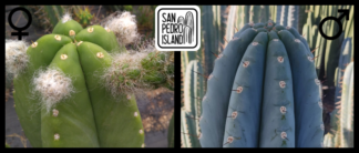 Tr. cordobensis x Tr. peruvianus "10 inch"