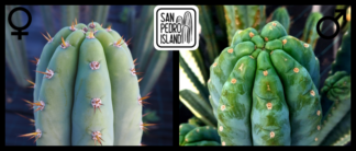 Tr. pachanoi x Tr. pachanoi "Ganesha"