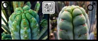 Tr. pachanoi "Ganesha" x Tr. pachanoi var. santaensis