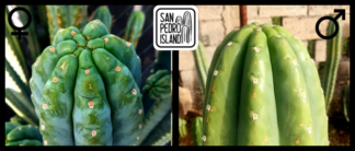 Tr. pachanoi "Ganesha" x Tr. pachanoi "Vulture"