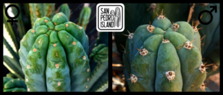 Tr. pachanoi "Ganesha" x Tr. pachanoi var. santaensis "blue" Ecke