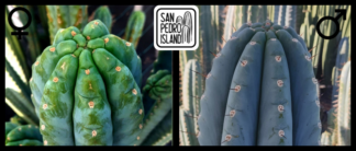 Tr. pachanoi "Ganesha" x Tr. peruvianus "10 inch"