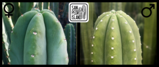 Tr. pachanoi "Ann" x Tr. pachanoi "Chavín de Huántar"