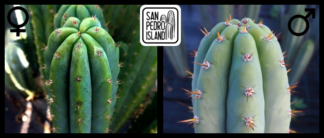 Tr. pachanoi "Blue Slim Jim" x Tr. pachanoi "Blue"