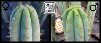 Tr. pachanoi "Blue" x Tr. bridgesii "Las Cruces"