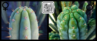 Tr. pachanoi "Blue" x Tr. pachanoi "Ganesha"