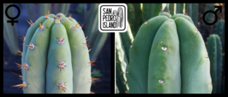 Tr. pachanoi "Blue" x Tr. pachanoi "Ann"