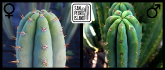 Tr. pachanoi "Blue" x Tr. pachanoi "Blue Slim Jim"