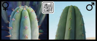 Tr. pachanoi "Blue" x Tr. pachanoi "Giganteus"