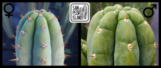 Tr. pachanoi "Blue" x Tr. pachanoi "Triangle"