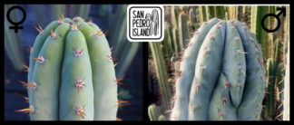 Tr. pachanoi "Blue" x Tr. peruvianus "Crocodile"