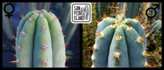 Tr. pachanoi "Blue" x Tr. peruvianus "Río Lurín"